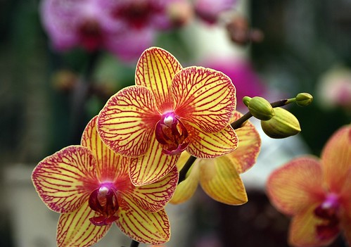 Orchids in January