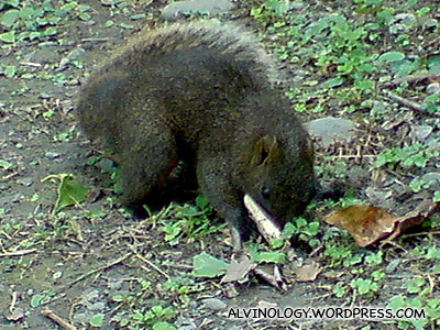 Fat squirrel 3
