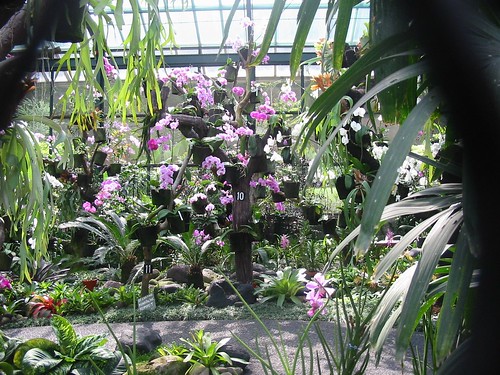 Indrukwekkende orchideeënserre