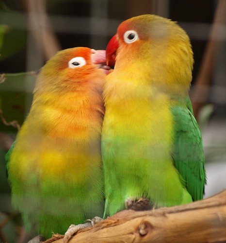 images of lovebirds. Lovebirds by name, Lover birds