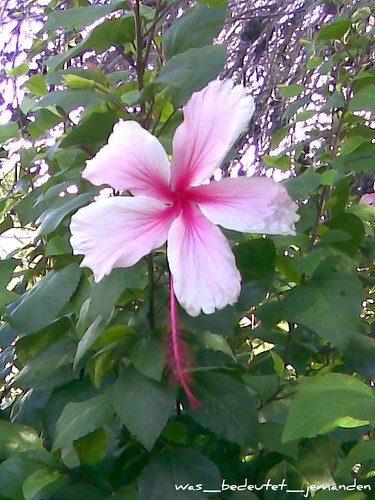 Hibiscus1