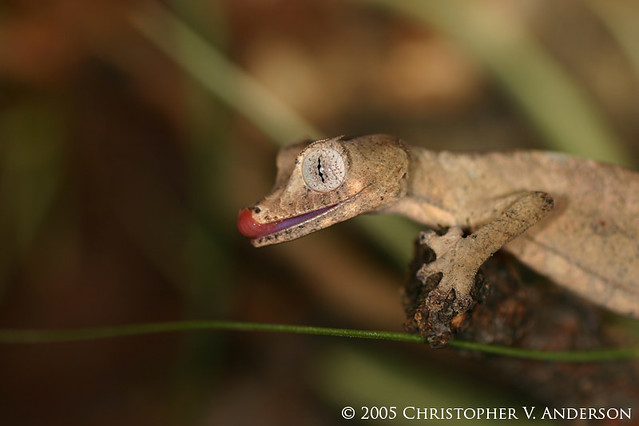 Uroplatus phantasticus (Satanic Leaf Tailed Gecko)