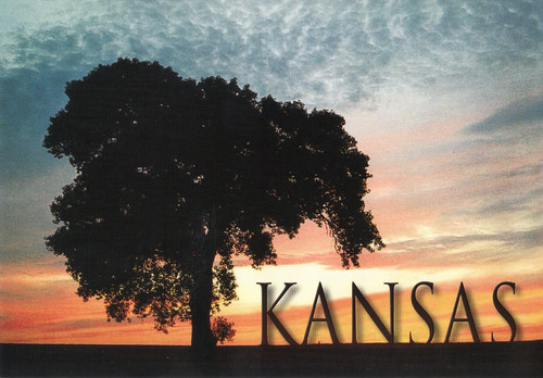 What Is Kansas State Flower. Kansas Cottonwood State