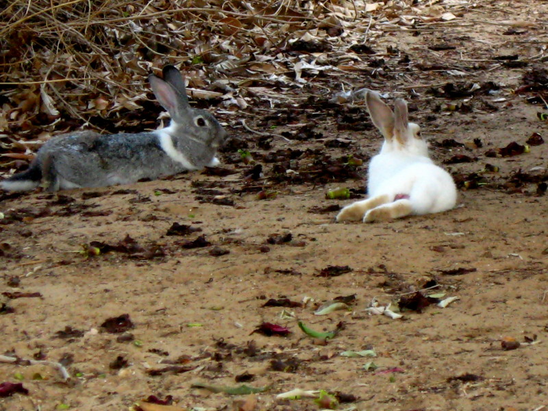 3-10-2009-fairytaletree-rabbits2