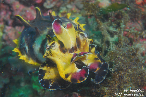 火焰花枝 - Flamboyant Cuttlefish(5)