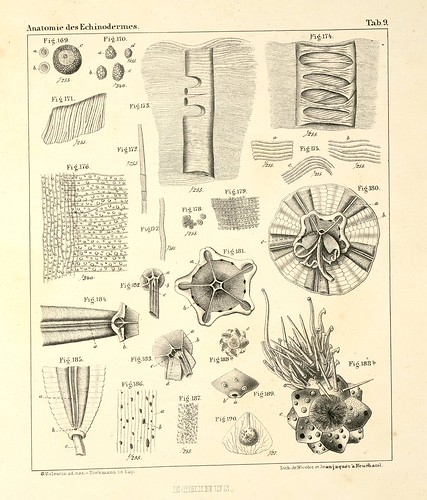 Anatomie des Echinodermes e