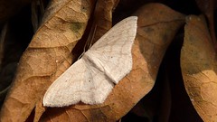 Leaf and moth