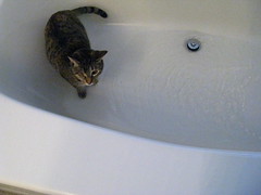 Maggie in the tub with water
