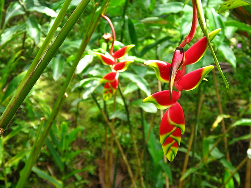 Heliconia rostrata; Hawaii Tropical Botanical Garden