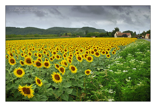 France, Sunflowers Missing the Sun at Beynac