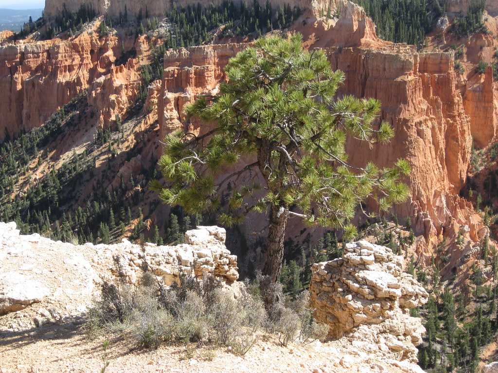 Ponderosa Pine, Farview Point, Bryce Can by brewbooks, on Flickr
