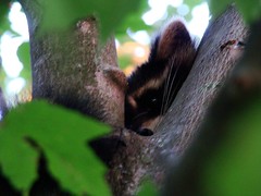 Raccoon in robins nest 2