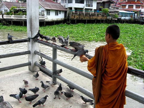 Young monk feeding pigeons