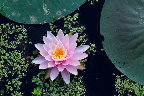 Water lily, in Forest Park, Saint Louis, Missouri, USA