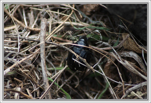 escarabajo 9