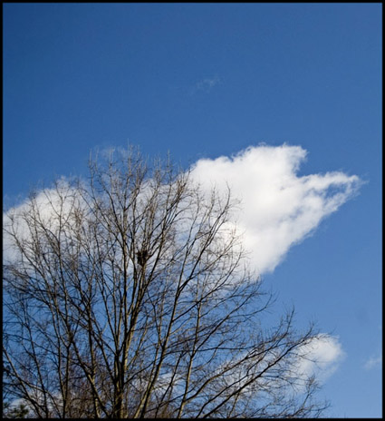 beak-cloud