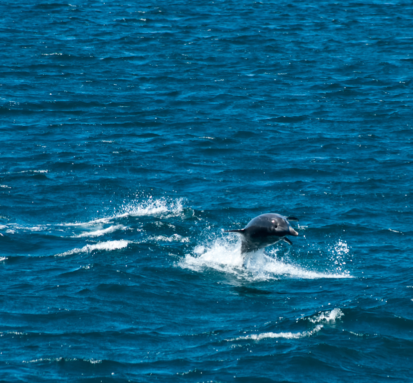 Jervis Bay Dolphin. Jervis Bay