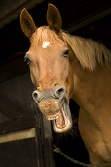 Laughing Horse!