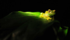 Frog in Monteverde