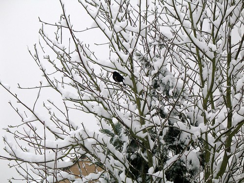 A poor blackbird in the snow