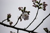 三島桜　開花