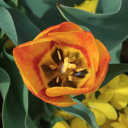 Missouri Botanical Garden (Shaw's Garden), in Saint Louis, Missouri, USA - orange and yellow tulip, view inside of cup