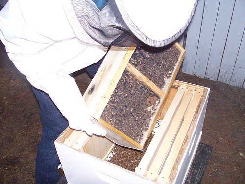 waldie dumping the bees into the hive