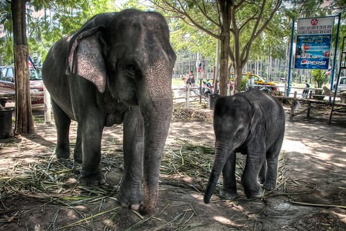 Mommy Elephant & Child