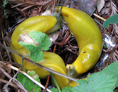 banana slug yin yang