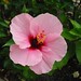 2002 Waikiki flower