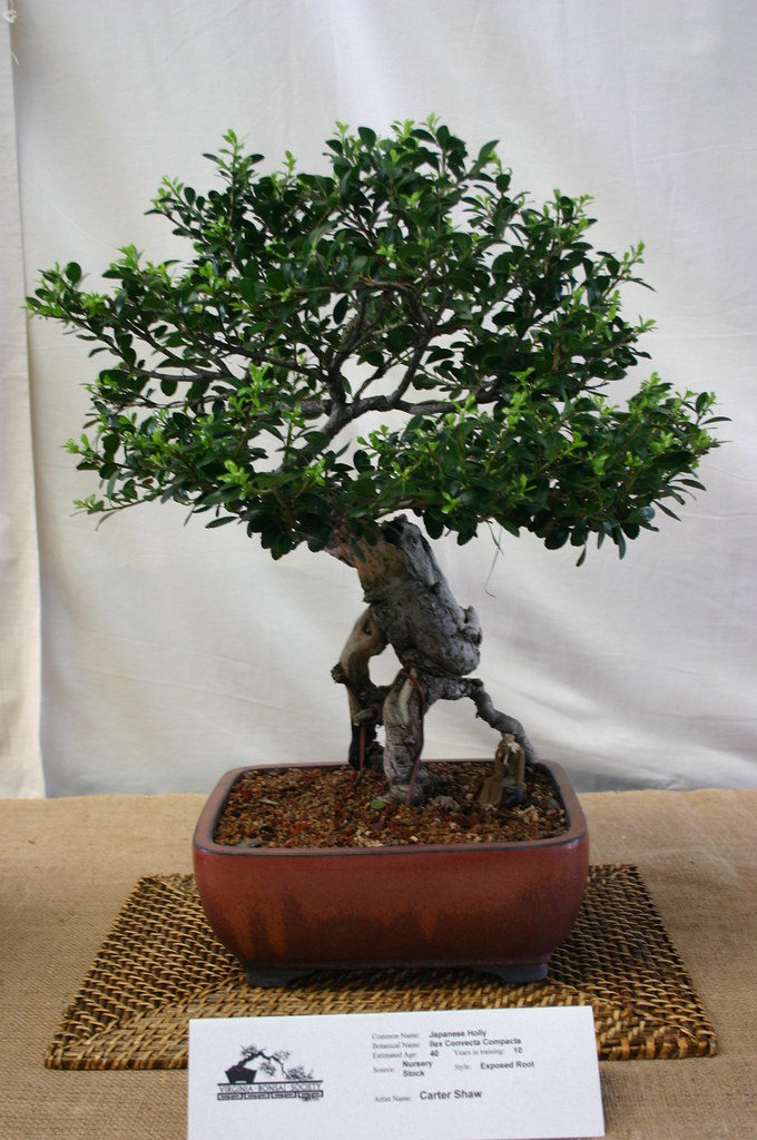 Bonzai Japanese Holly by Ryan Somma, on Flickr