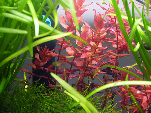 planted goldfish tank. planted goldfish tank.