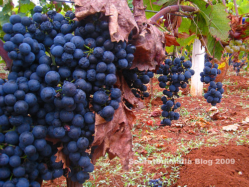 Dobričić grapes ready to be picked