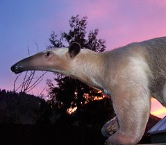 Anteater Sunset
