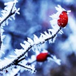 snow ice frost red flower winter