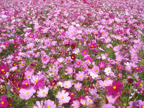 Flowers in Meinong