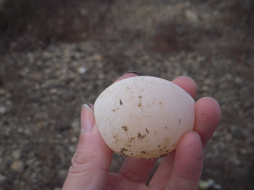 Soft shell egg - 1