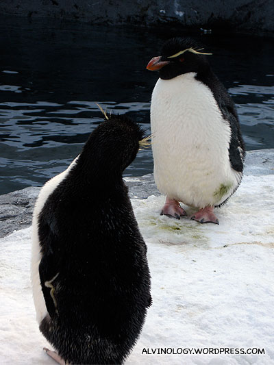 Two Rockhopper Penguins