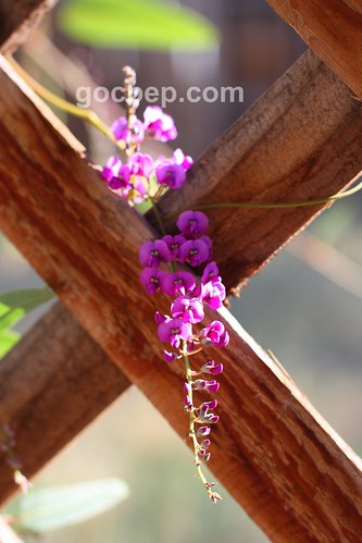 purple lilac vine--happy gardening!