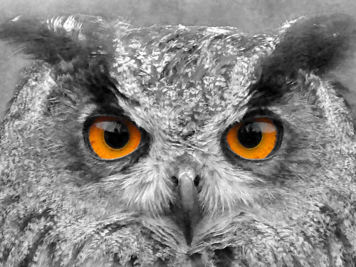 Mesmerized - Owl Eyes Cutout
