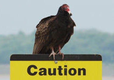 vulture caution