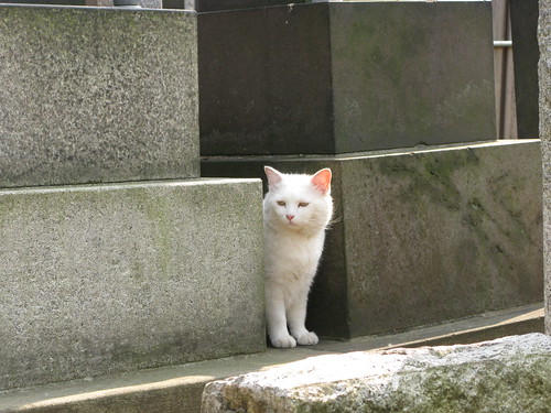 猫＠台東区