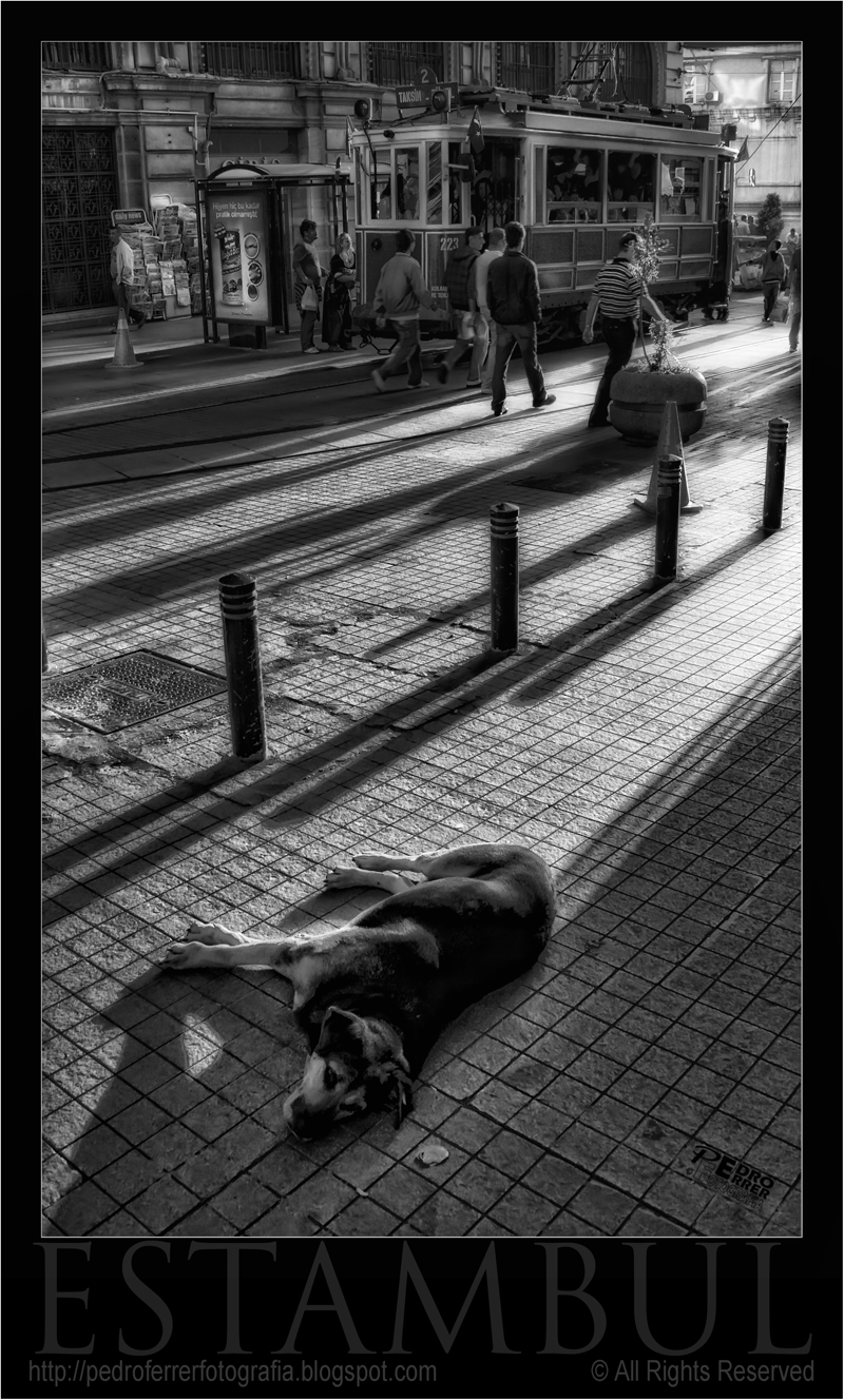 Tranvia y perro en Istiklal Caddesi - Estambul