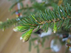 Christmas Tree Growth
