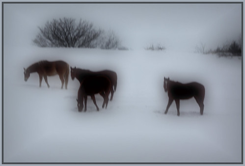 16/365  --  Horses in the Snow