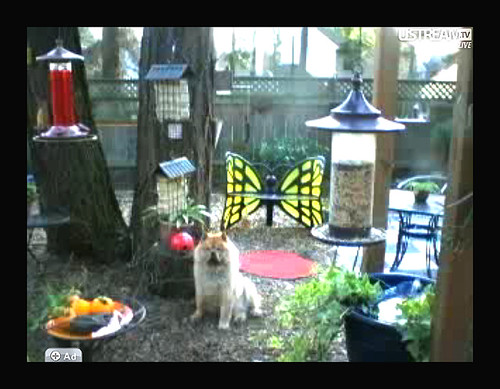 LILLIAN IN A SCREEN SHOT FROM THE LIVE GARDEN CAM