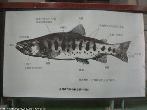你拍攝的 21櫻花鉤吻鮭身體部位說明。