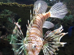 scorpion fish (2)