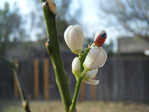 Ladybug on Lime Tree