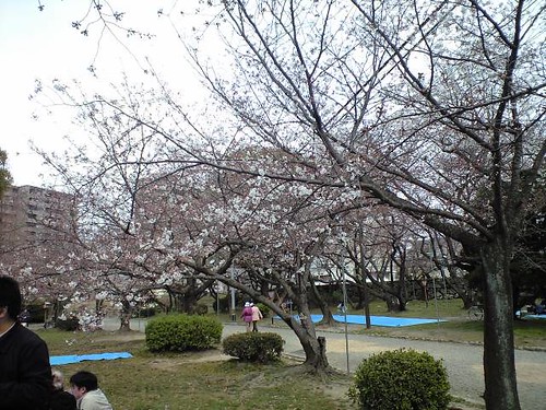 花見、徳城公園
